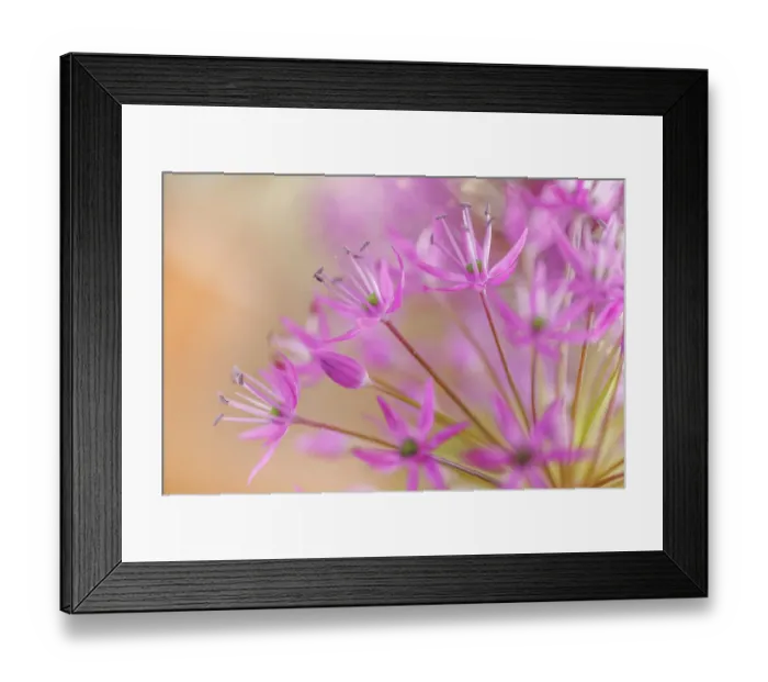 Framed Print : USA, Washington State, Seabeck. Close-up of allium blossoms Framed Print : USA, Washington State, Seabeck. Close-up of allium blossoms