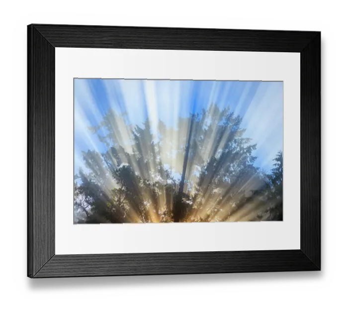 Framed Print : USA, Washington State, Seabeck. Morning sun filtering through tree and fog Framed Print : USA, Washington State, Seabeck. Morning sun filtering through tree and fog