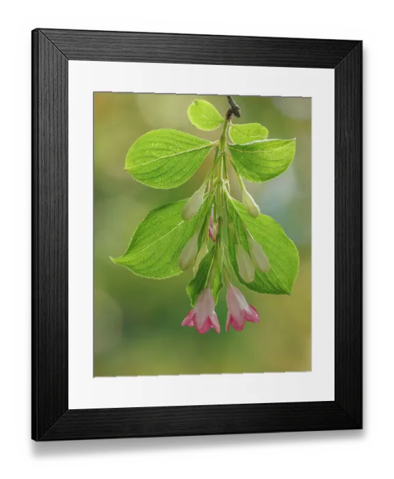 Framed Print : USA, Washington State, Seabeck. Close-up of weigela blossoms and leaves Framed Print : USA, Washington State, Seabeck. Close-up of weigela blossoms and leaves