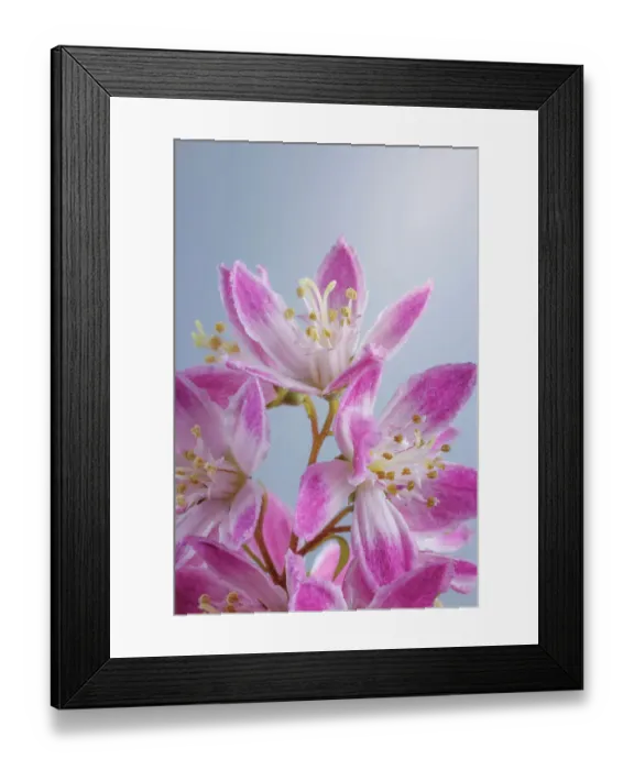 Framed Print : USA, Washington State, Seabeck. Close-up of deutzia blossoms Framed Print : USA, Washington State, Seabeck. Close-up of deutzia blossoms