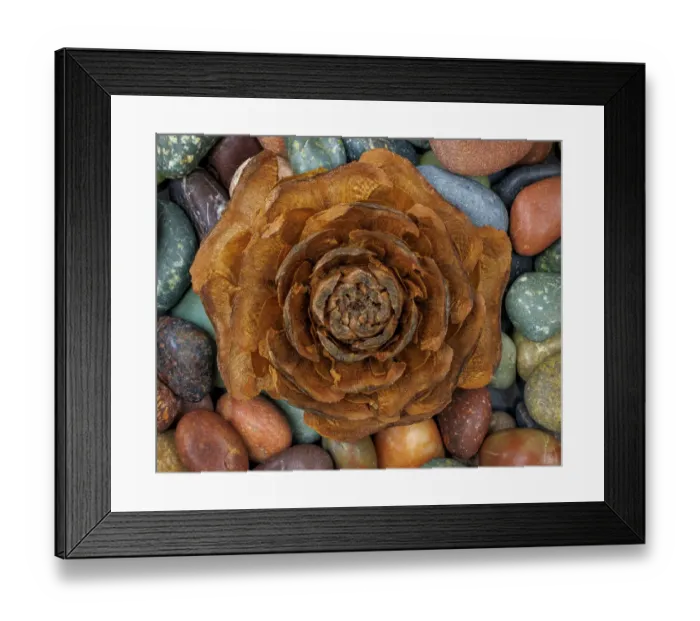 Framed Print : USA, Washington State, Seabeck. Close-up of deodar cedar cone and smooth rocks Framed Print : USA, Washington State, Seabeck. Close-up of deodar cedar cone and smooth rocks