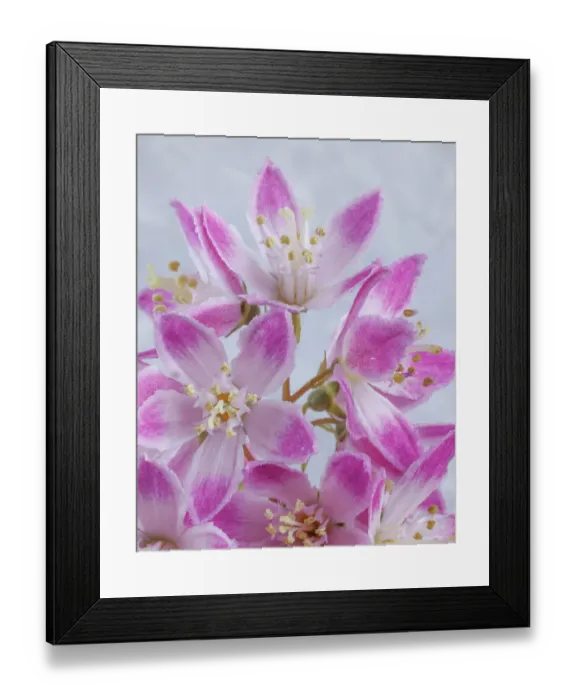 Framed Print : USA, Washington State, Seabeck. Close-up of deutzia blossoms