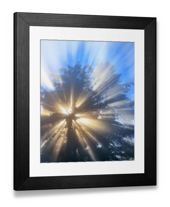 Framed Print : USA, Washington State, Seabeck. Morning sun filtering through tree and fog Framed Print : USA, Washington State, Seabeck. Morning sun filtering through tree and fog