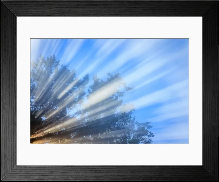 Framed Print : USA, Washington State, Seabeck. Morning sun filtering through tree and fog Framed Print : USA, Washington State, Seabeck. Morning sun filtering through tree and fog