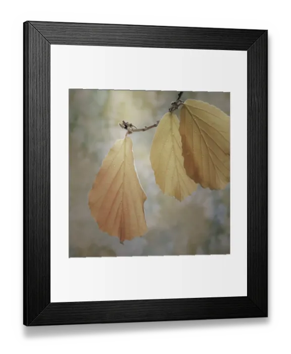 Framed Print : USA, Washington State, Seabeck. Close-up of hazelnut leaves
