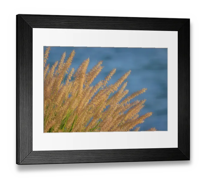 Framed Print : USA, Washington State, Seabeck. Ornamental grasses and background water Framed Print : USA, Washington State, Seabeck. Ornamental grasses and background water