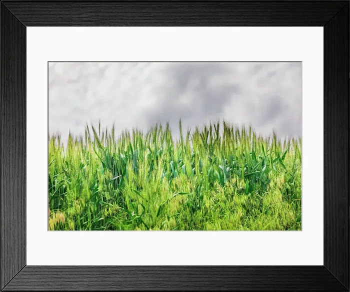 Framed Print : USA, Washington State, Palouse, Colfax. Green wheat Framed Print : USA, Washington State, Palouse, Colfax. Green wheat