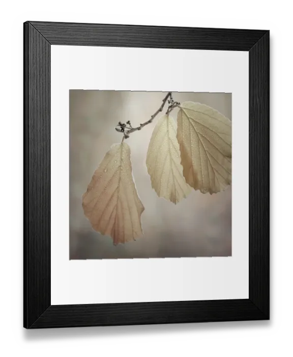 Framed Print : USA, Washington State, Seabeck. Close-up of hazelnut leaves