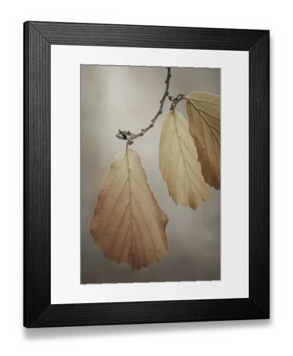 Framed Print : USA, Washington State, Seabeck. Close-up of hazelnut leaves Framed Print : USA, Washington State, Seabeck. Close-up of hazelnut leaves