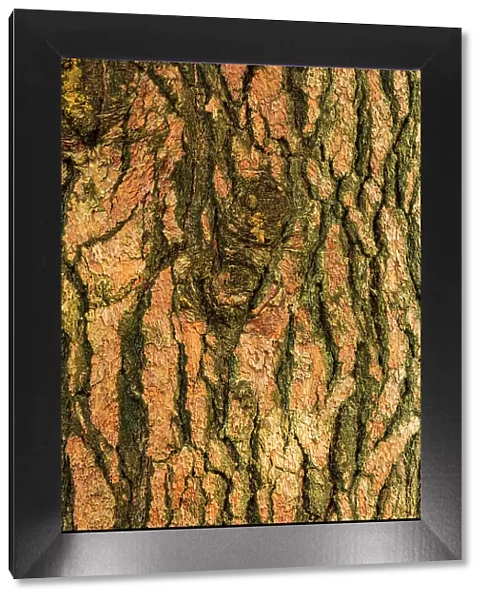 USA, Washington State, Palouse, Colfax. Pine tree bark