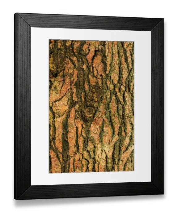 Framed Print : USA, Washington State, Palouse, Colfax. Pine tree bark Framed Print : USA, Washington State, Palouse, Colfax. Pine tree bark