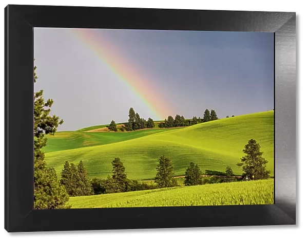 USA, Washington State, Palouse, Colfax. Green fields of wheat. Pine trees. Rainbow