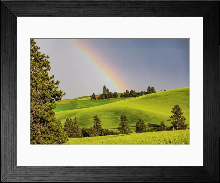 Framed Print : USA, Washington State, Palouse, Colfax. Green fields of wheat. Pine trees. Rainbow Framed Print : USA, Washington State, Palouse, Colfax. Green fields of wheat. Pine trees. Rainbow