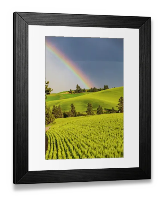 Framed Print : USA, Washington State, Palouse, Colfax. Green fields of wheat. Pine trees. Rainbow Framed Print : USA, Washington State, Palouse, Colfax. Green fields of wheat. Pine trees. Rainbow