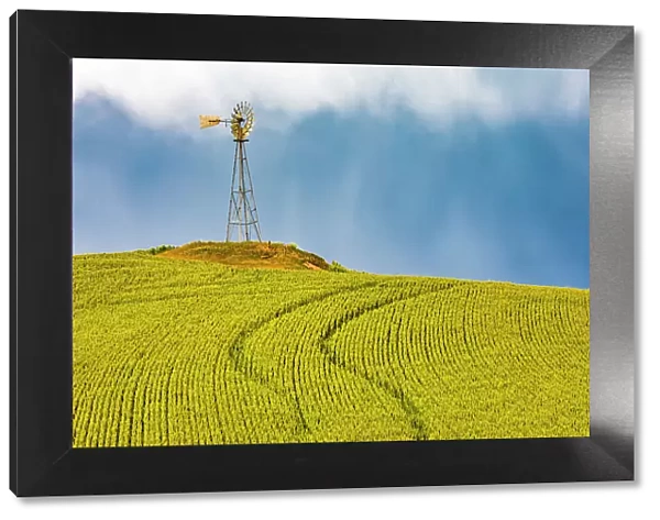 USA, Washington State, Palouse, Colfax. Green fields of wheat windmills, . Weather Vane