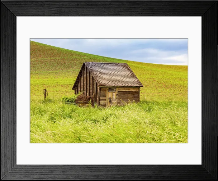 Framed Print : USA, Washington State, Colton, Palouse. Green wheat fields. Wooden barn or wooden shed Framed Print : USA, Washington State, Colton, Palouse. Green wheat fields. Wooden barn or wooden shed