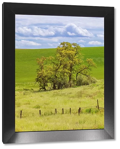 USA, Washington State, Palouse, Colfax. Oak trees, fences and wheat fields