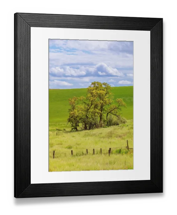 Framed Print : USA, Washington State, Palouse, Colfax. Oak trees, fences and wheat fields Framed Print : USA, Washington State, Palouse, Colfax. Oak trees, fences and wheat fields
