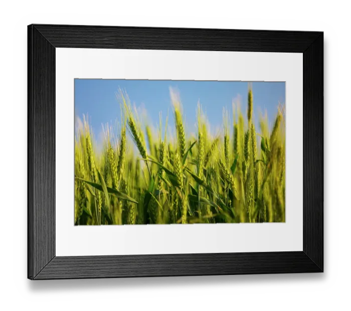 Framed Print : USA, Washington State, Palouse, Colfax. Green wheat