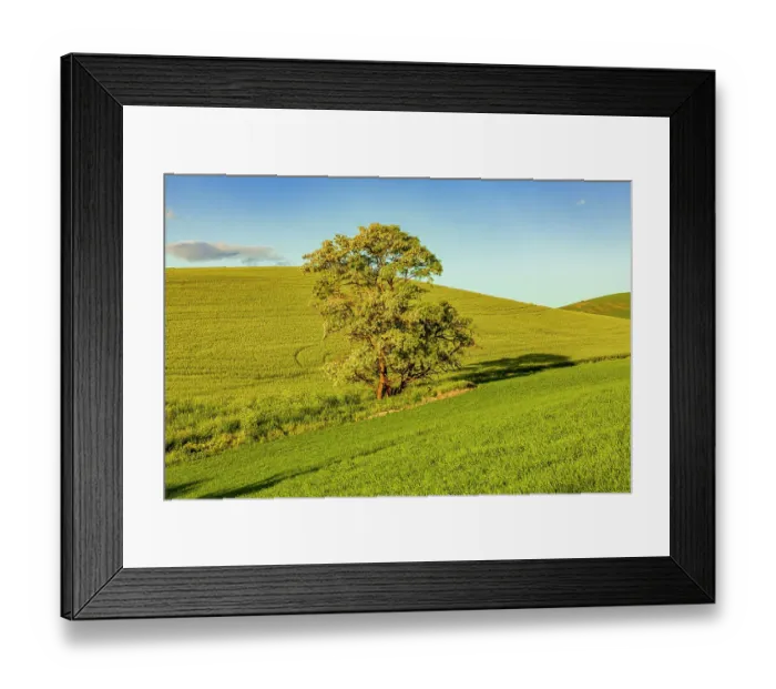Framed Print : USA, Washington State, Palouse, Colfax. Tree in green field with shadows