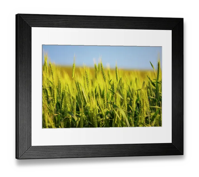 Framed Print : USA, Washington State, Palouse, Colfax. Green wheat Framed Print : USA, Washington State, Palouse, Colfax. Green wheat