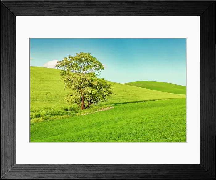 Framed Print : USA, Washington State, Palouse, Colfax. Tree in green field Framed Print : USA, Washington State, Palouse, Colfax. Tree in green field