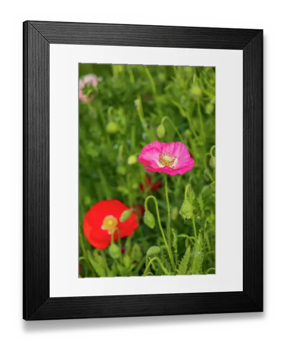 Framed Print : USA, Washington State, Palouse, Colfax. Variety of colored poppy flowers growing in the green wheat