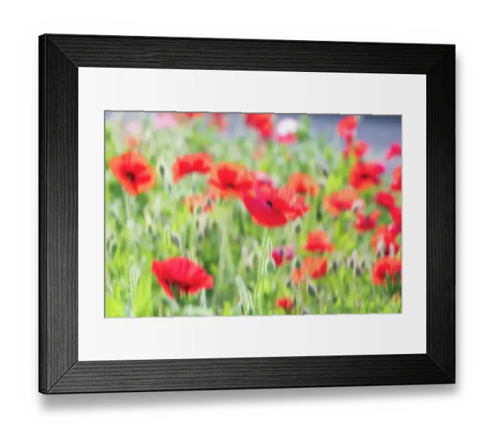 Framed Print : USA, Washington State, Palouse, Colfax. Variety of colored poppy flowers growing in the green wheat