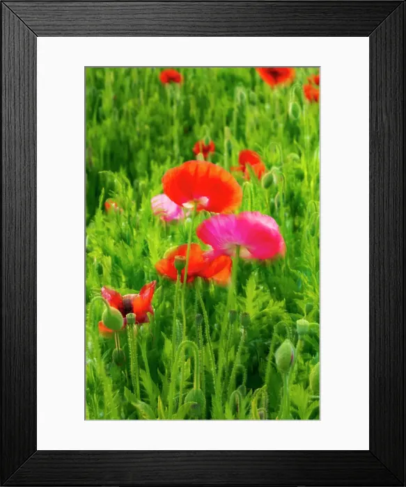 Framed Print : USA, Washington State, Palouse, Colfax. Variety of colored poppy flowers growing in the green wheat Framed Print : USA, Washington State, Palouse, Colfax. Variety of colored poppy flowers growing in the green wheat