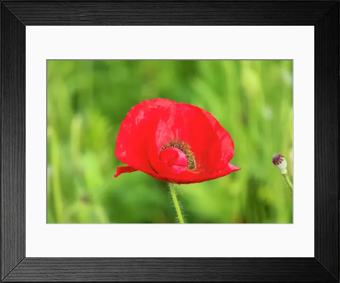 Framed Print : USA, Washington State, Palouse, Colfax. Variety of colored poppy flowers growing in the green wheat Framed Print : USA, Washington State, Palouse, Colfax. Variety of colored poppy flowers growing in the green wheat