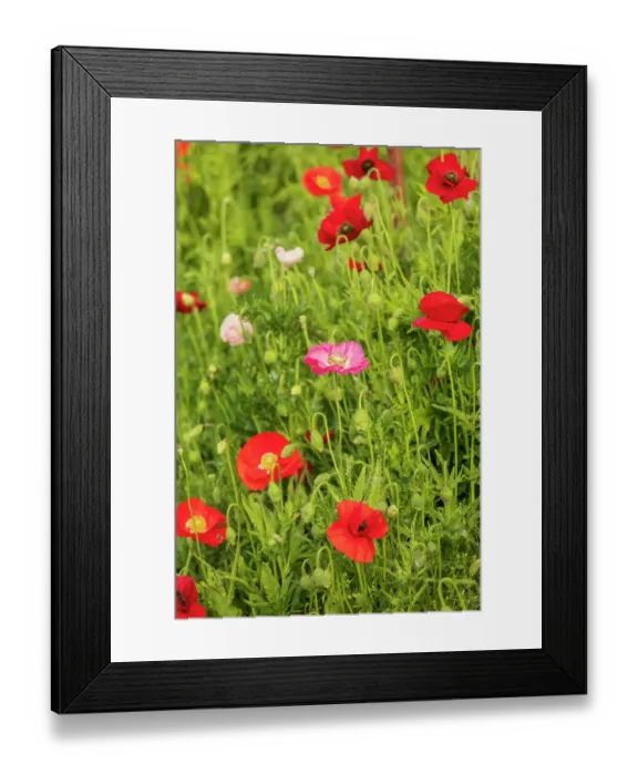 Framed Print : USA, Washington State, Palouse, Colfax. Variety of colored poppy flowers growing in the green wheat Framed Print : USA, Washington State, Palouse, Colfax. Variety of colored poppy flowers growing in the green wheat