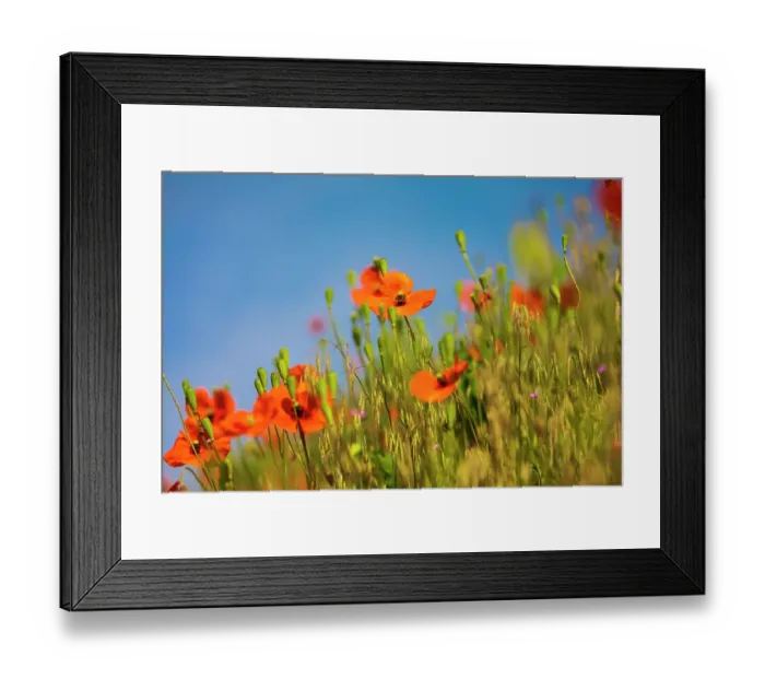 Framed Print : USA, Washington State, Palouse. Orange poppy plant
