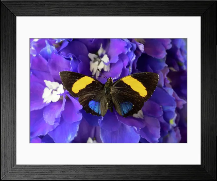 Framed Print : USA, Washington State, Issaquah. Butterfly on flowers Framed Print : USA, Washington State, Issaquah. Butterfly on flowers