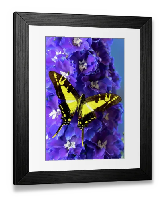 Framed Print : USA, Washington State, Issaquah. Butterfly on flowers Framed Print : USA, Washington State, Issaquah. Butterfly on flowers