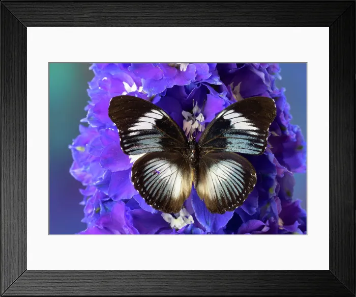 Framed Print : USA, Washington State, Issaquah. Butterfly on flowers Framed Print : USA, Washington State, Issaquah. Butterfly on flowers