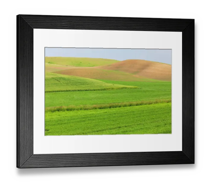 Framed Print : USA, Washington State, Palouse, Colfax. Rolling green hills of wheat Framed Print : USA, Washington State, Palouse, Colfax. Rolling green hills of wheat
