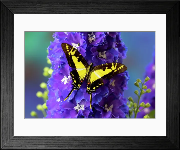 Framed Print : USA, Washington State, Issaquah. Butterfly on flowers