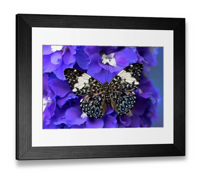 Framed Print : USA, Washington State, Issaquah. Butterfly on flowers