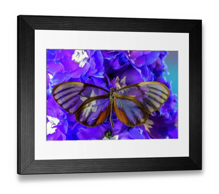 Framed Print : USA, Washington State, Issaquah. Butterfly on flowers