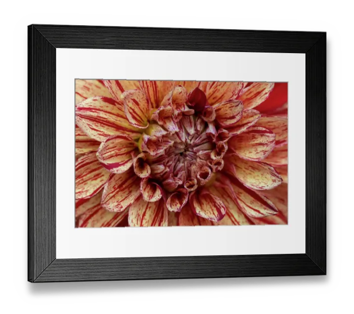 Framed Print : USA, Washington State, Issaquah. Dahlias on display Framed Print : USA, Washington State, Issaquah. Dahlias on display