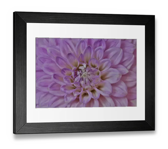 Framed Print : USA, Washington State, Issaquah. Dahlias on display