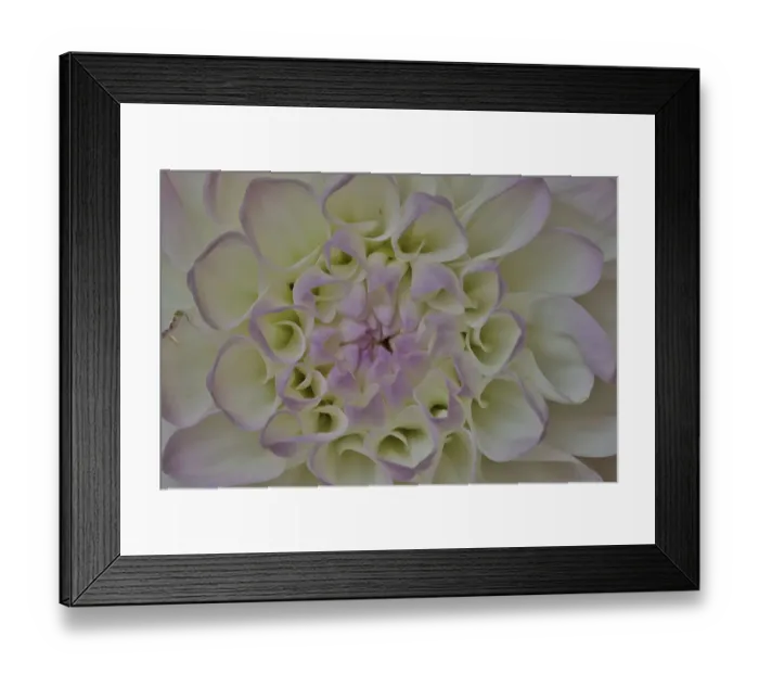 Framed Print : USA, Washington State, Issaquah. Dahlias on display