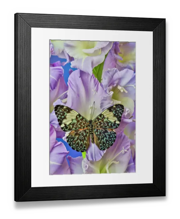 Framed Print : USA, Washington State, Issaquah. Butterfly on flowers Framed Print : USA, Washington State, Issaquah. Butterfly on flowers