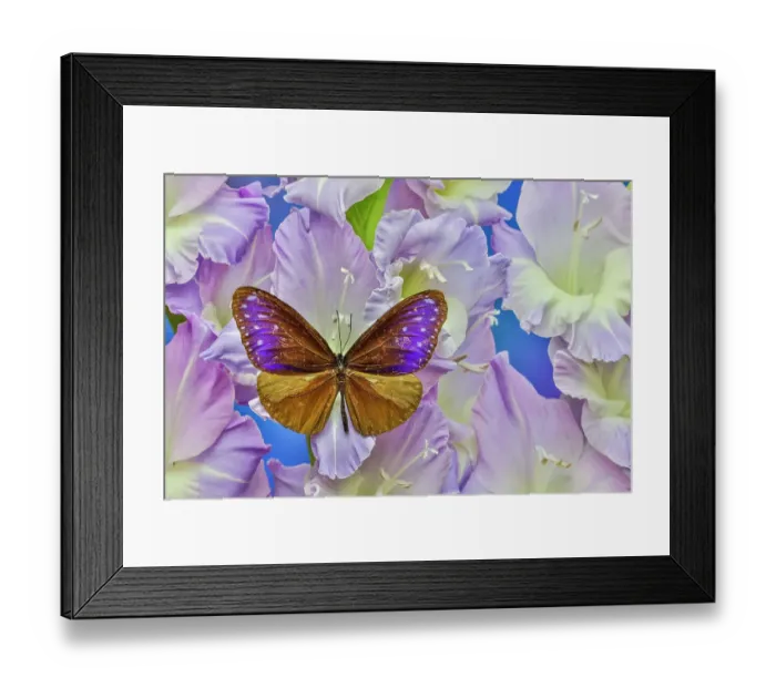 Framed Print : USA, Washington State, Issaquah. Butterfly on flowers Framed Print : USA, Washington State, Issaquah. Butterfly on flowers