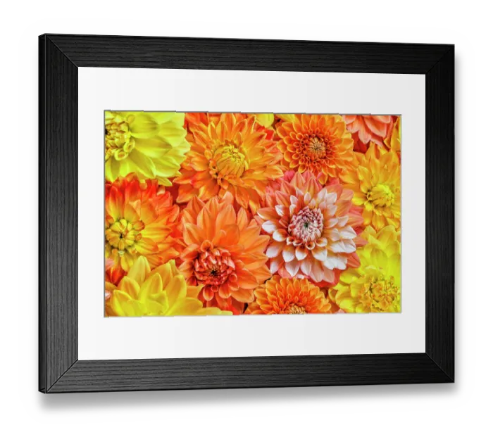 Framed Print : USA, Washington State, Issaquah. Dahlias on display