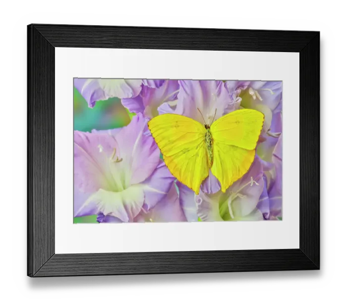Framed Print : USA, Washington State, Issaquah. Butterfly on flowers