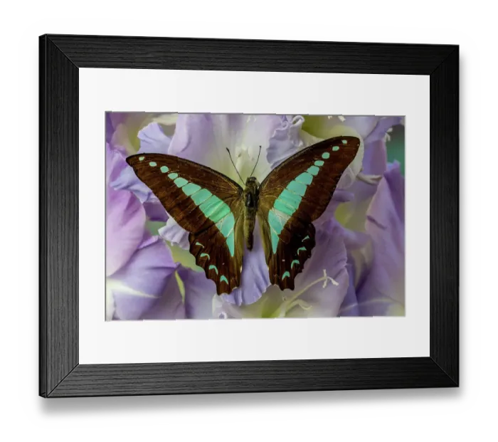 Framed Print : USA, Washington State, Issaquah. Butterfly on flowers