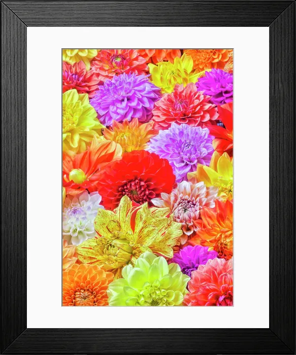 Framed Print : USA, Washington State, Issaquah. Dahlias on display Framed Print : USA, Washington State, Issaquah. Dahlias on display
