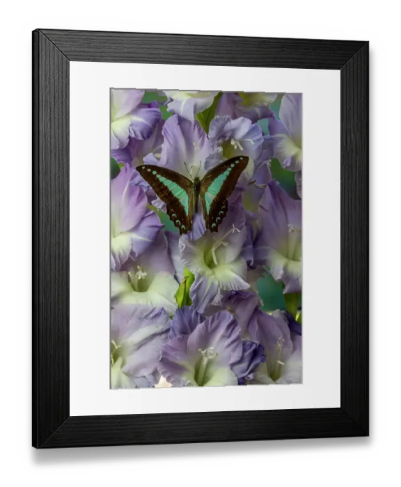 Framed Print : USA, Washington State, Issaquah. Butterfly on flowers Framed Print : USA, Washington State, Issaquah. Butterfly on flowers