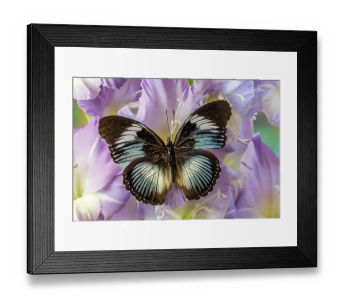 Framed Print : USA, Washington State, Issaquah. Butterfly on flowers Framed Print : USA, Washington State, Issaquah. Butterfly on flowers